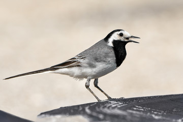 White wagtail