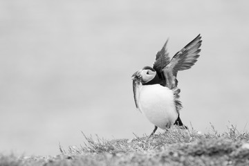 Atlantic puffin (Fratercula arctica) Displaying with fish