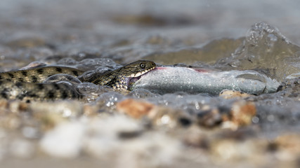 Water snake swallows fish