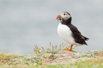 Atlantic puffin (Fratercula arctica) Displaying with fish