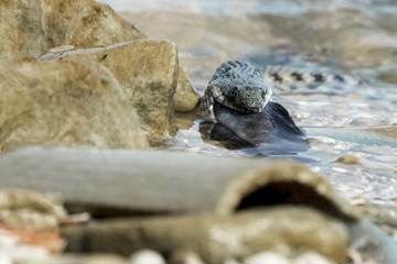 Water snake swallows fish