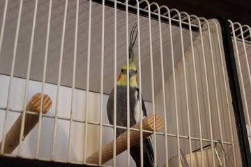 Nymphensittich in einem Vogelkäfig
