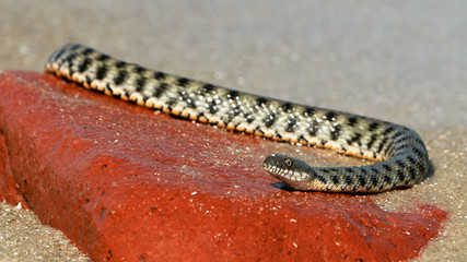 Water snake at the seashore