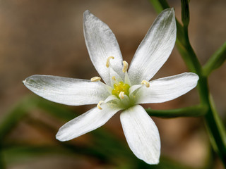 Small flower