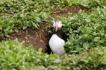 Atlantic puffin (Fratercula arctica) At burrow