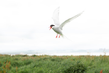arctic tern (Sterna paradisaea) Calling whilst in flight