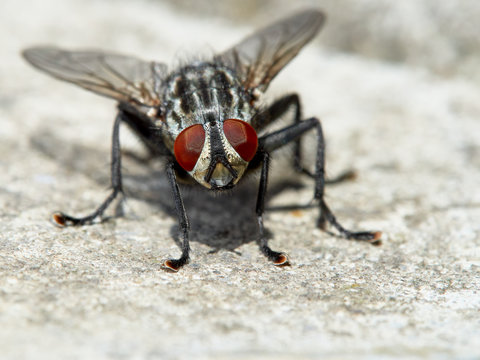 Gray fly