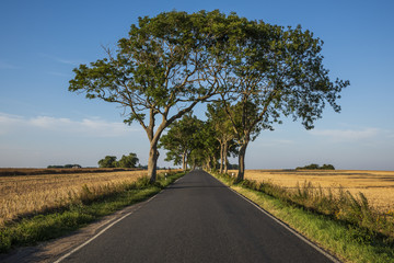 Beautiful tress on country roads through the fields.