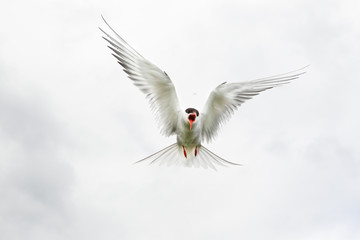 Arctic tern (Sterna paradisaea) Calling whilst in flight