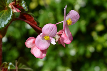 Close-up of Pink Begonia Flowers, Nature, Macro