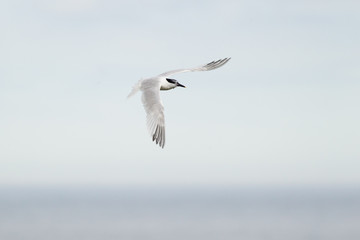 Fototapeta na wymiar Sandwich tern (Thalasseus sandvicensis) in flight, near breeding colony