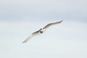 Sandwich tern (Thalasseus sandvicensis) in flight, near breeding colony