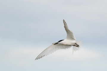 Sandwich tern (Thalasseus sandvicensis) in flight, near breeding colony