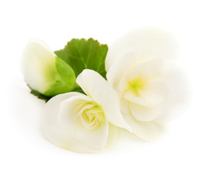 Fototapeta na wymiar Begonia white flowers.