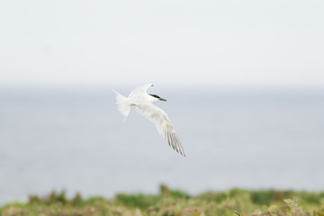 Sandwich tern (Thalasseus sandvicensis) in flight, near breeding colony