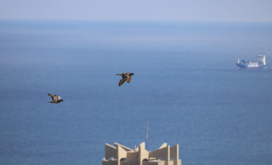 birds from isreal 1