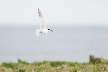 Sandwich tern (Thalasseus sandvicensis) in flight, near breeding colony