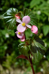 Obraz na płótnie Canvas Close-up of Pink Begonia Flowers, Nature, Macro