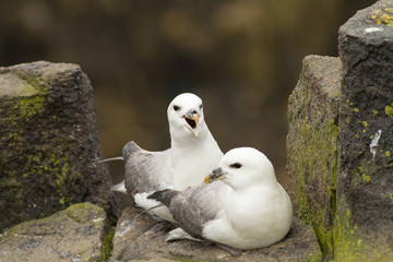 Northern Fulmar Pair (Fulmarus glacialis) at nest site
