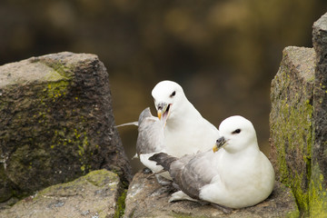 Northern Fulmar Pair (Fulmarus glacialis) at nest site