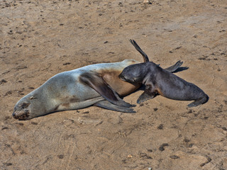 Obraz premium A young baby milk from Brown fur seal, Arctocephalus pusillus, Cape cross, Namibia