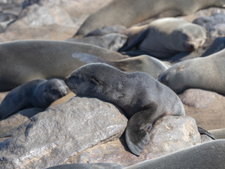 Resting young baby Brown fur seal, Arctocephalus pusillus, Cape cross, Namibia