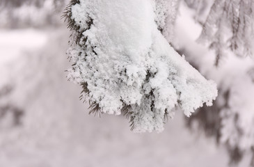 Snowcowered branches. Winter blur background. Frost trees.