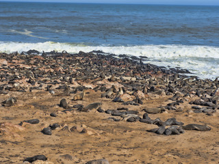 Fototapeta na wymiar The magnificent colony Brown fur seal, Arctocephalus pusillus, Cape cross, Namibia