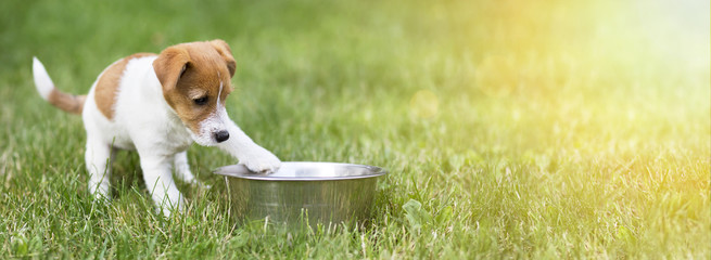 Hungry dog puppy waiting for his food - web banner with copy space