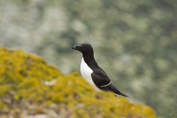 razorbill (Alca torda) at breeding site