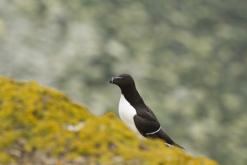 razorbill (Alca torda) at breeding site