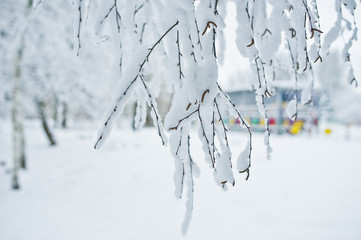 Close-up photo of branches covered with snow. Winter wonderland.