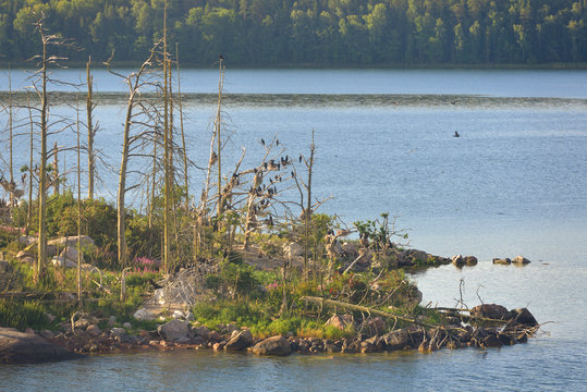 Environmental disaster. Uninhabited  Island in Baltic Sea