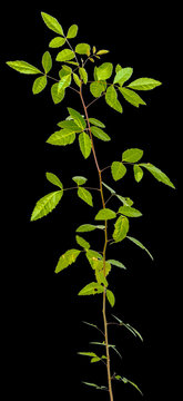plant de schinus t&eacute;r&eacute;binthifolius, faux-poivrier, fond noir 