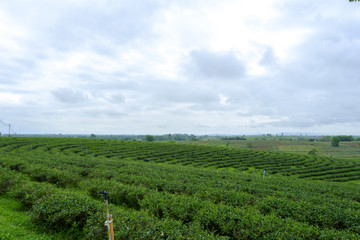 Fototapeta na wymiar tea garden view of sky