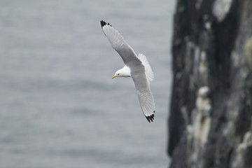 Black - legged Kittiewake (Rissa tridactyla) in flight