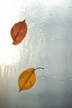 Autumn leaves and raindrops on window