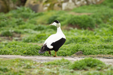 Male Common eider (Somateria mollissima)
