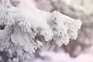 Snowcowered branches. Winter blur background. Frost trees.