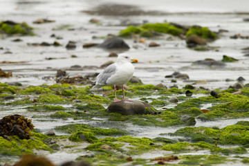 European herring gull (Larus argentatus), winter plummage