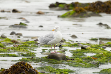 European herring gull (Larus argentatus), winter plummage