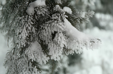 Snowcowered branches. Winter blur background. Frost trees.