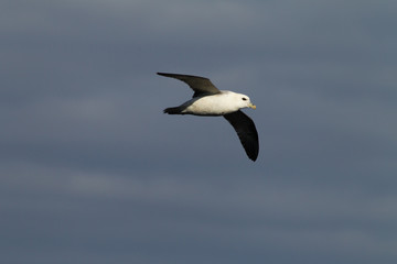 Northern Fulmar (Fulmarus glacialis) in flight