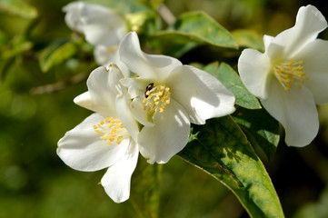 Fototapeta premium Close-up of Philadelphus Flowers, Mock-Orange, Nature, Macro