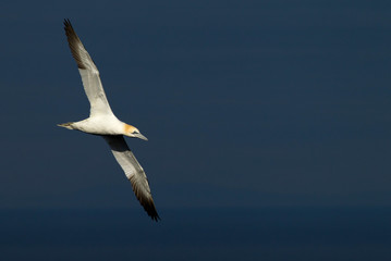 Fototapeta na wymiar Northern gannet (Morus bassanus) in flight at breeding colony