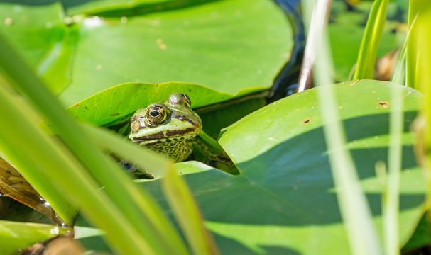 A green frog between leaves in a garden pond
