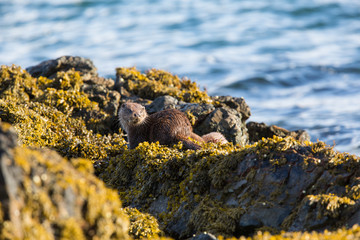 Eurasian otter (Lutra lutra) youngster