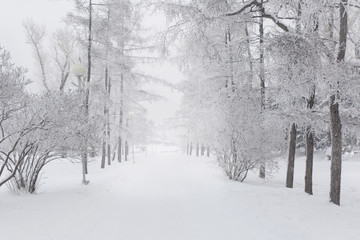 Snow covered fir trees. Winter frost forest. Cold december moning in the park.