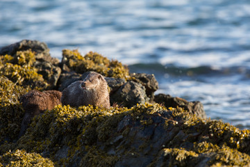 Eurasian otter (Lutra lutra) youngster