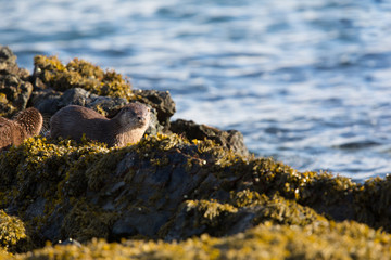 Eurasian otter (Lutra lutra) youngster